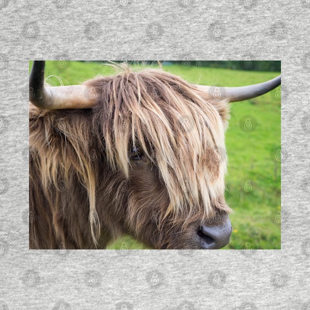 Scottish highland cow by Dolfilms